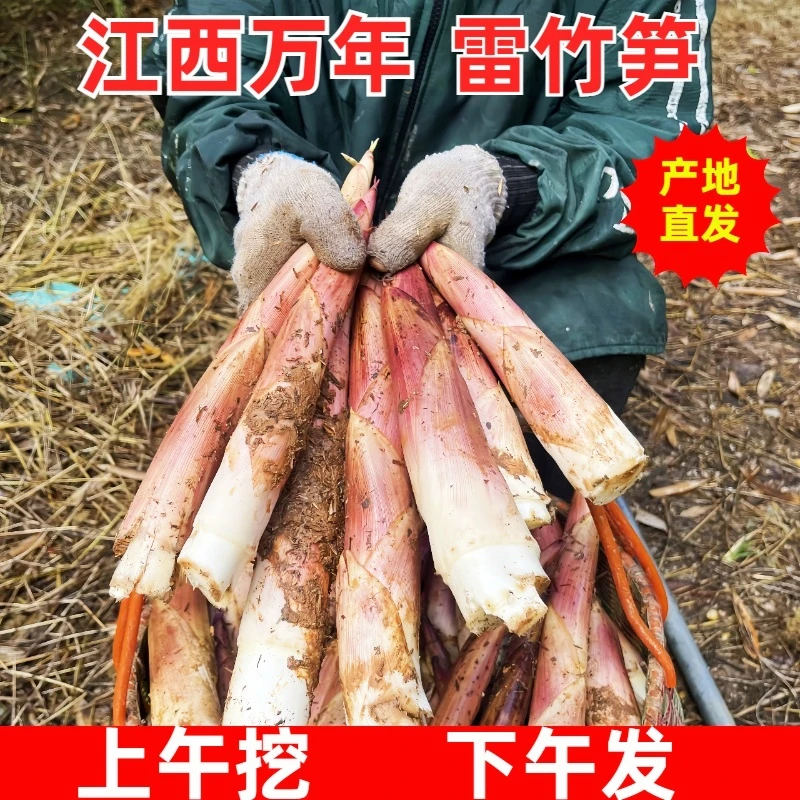 【现挖现发】江西万年雷笋产地直发新鲜早园笋芽头笋腌笃鲜砻糠笋