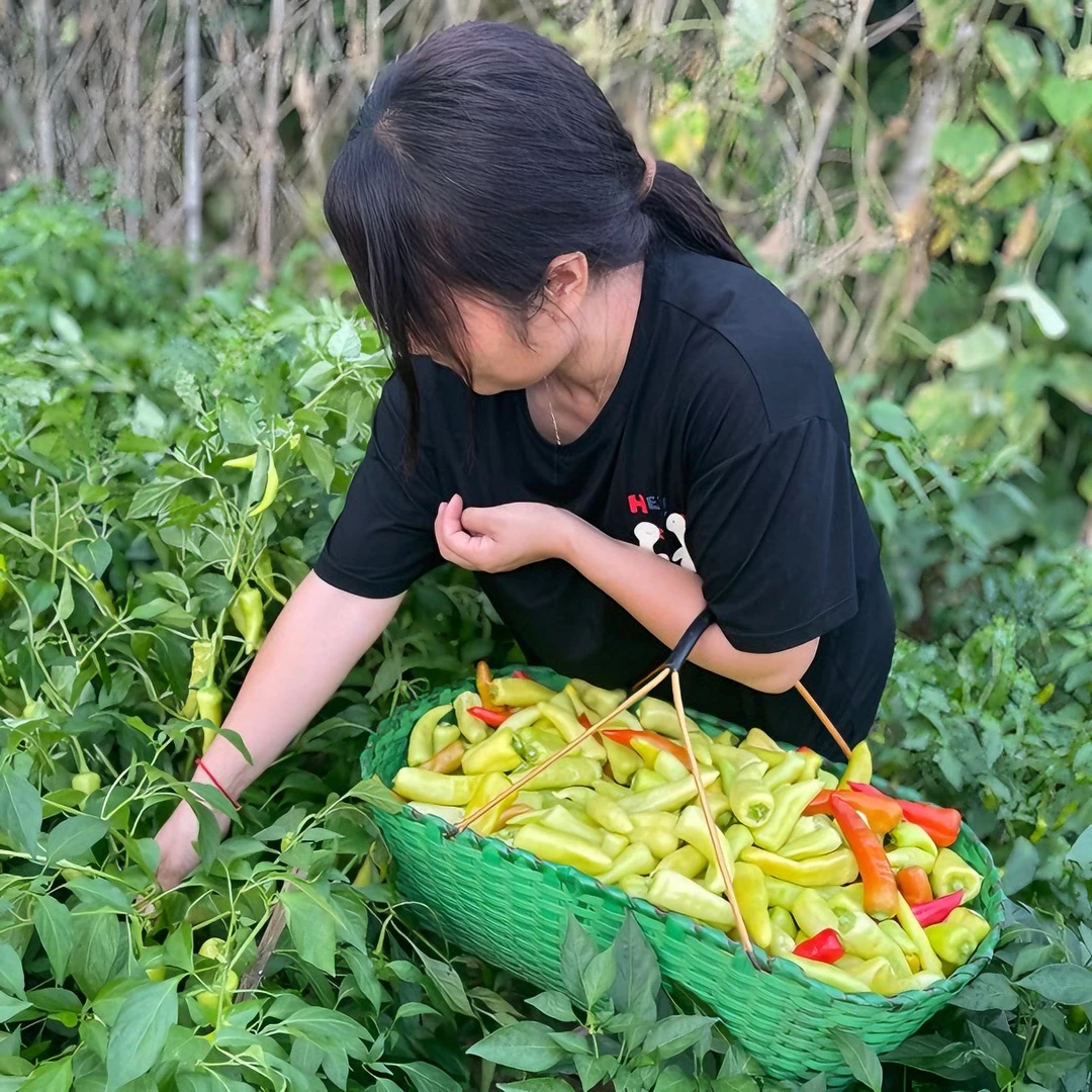 湖北英山农家本地白皮土辣椒腌菜必备食材应季蔬菜2500g包邮