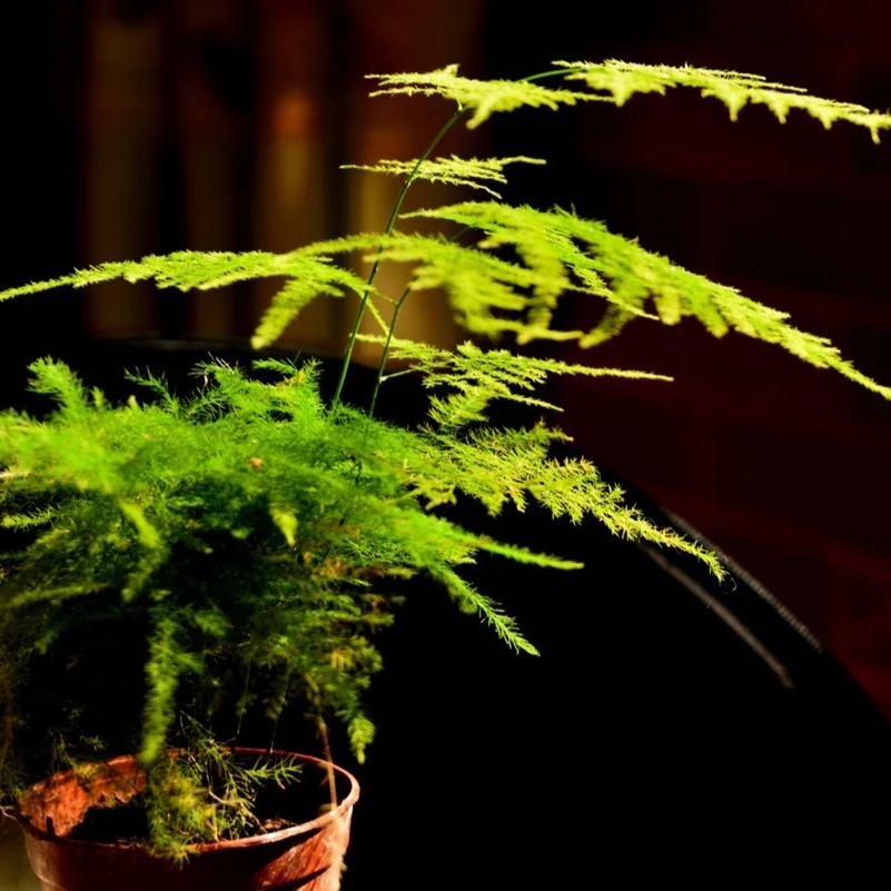 文竹办公室植物摆件室内装饰绿植中国风长期栽种发货土壤种植正常