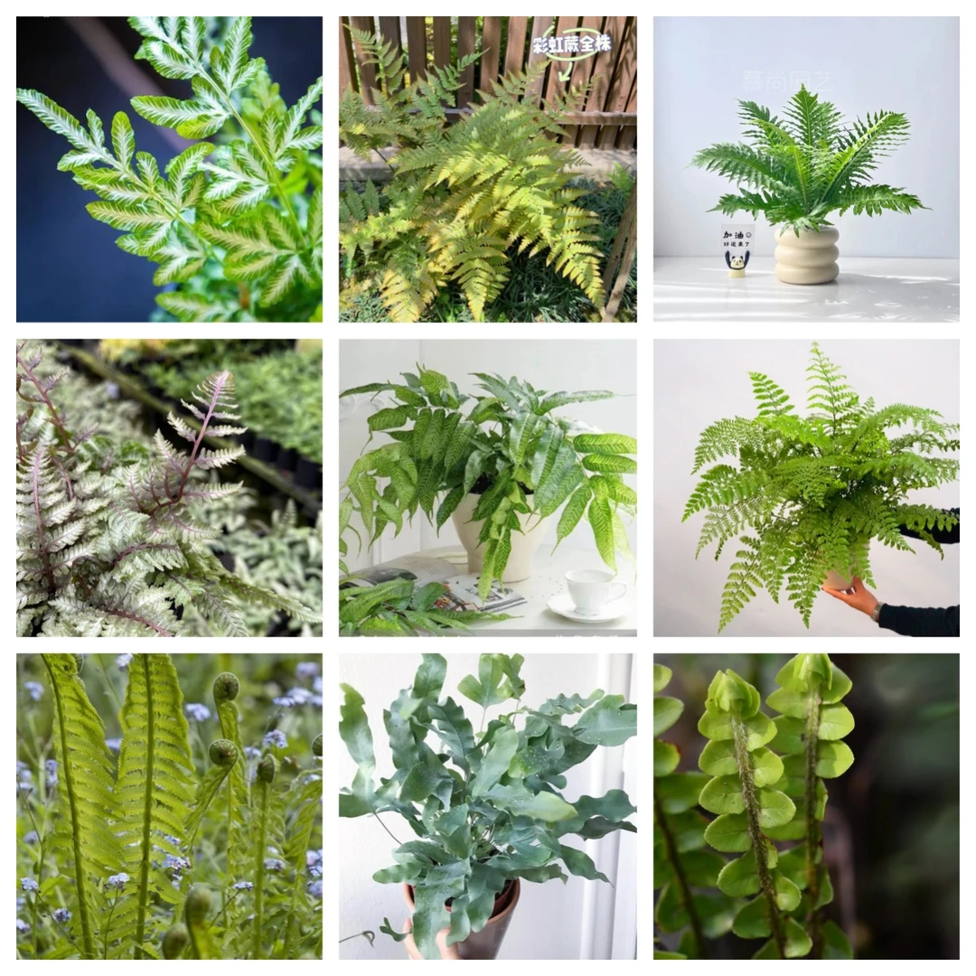 蹄盖蕨荚果蕨富贵蕨蓝星蕨彩虹蕨黄金斑马蕨阿波线蕨吉姆蕨肾蕨