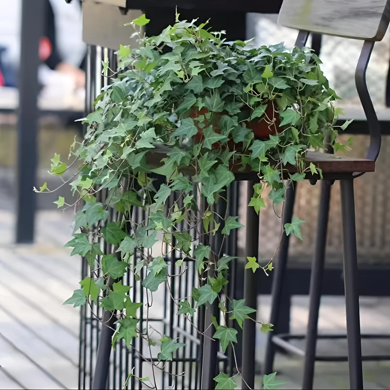 室内倒挂植物常春藤带土长期发货土壤种植生长正常尺寸藤本栽种