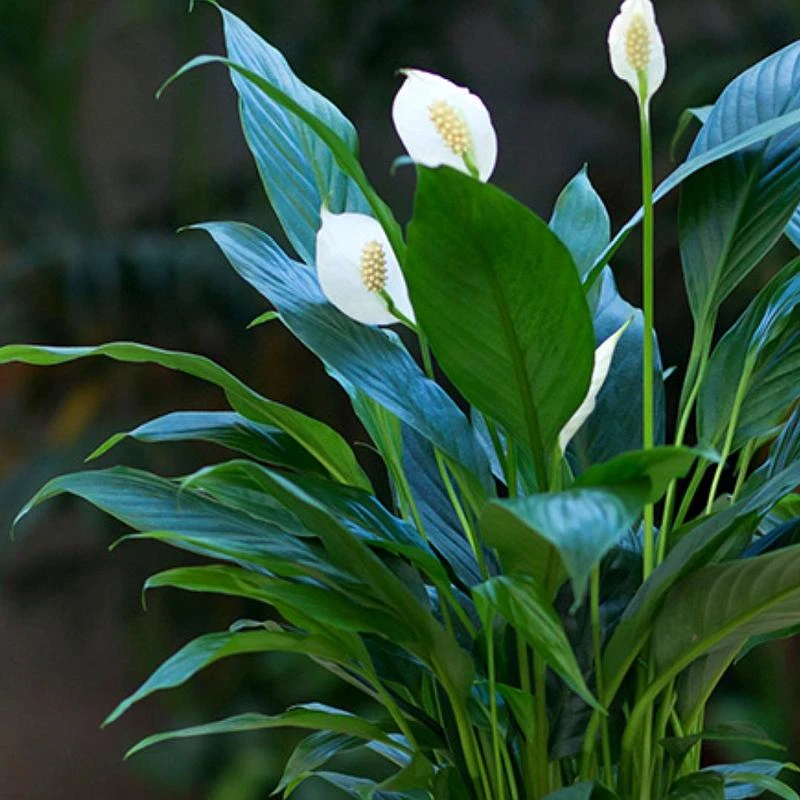 白掌室内植物绿植装饰吸甲醛花园庭院热带植物长期栽种发货土壤