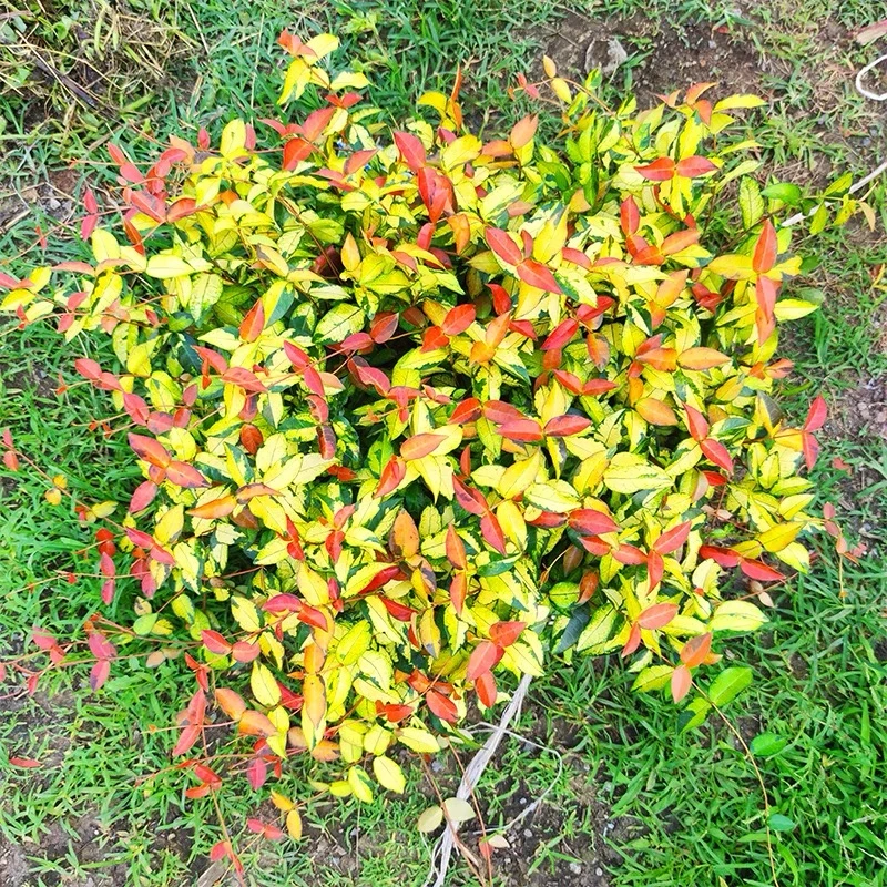 360大盆金叶络石盆栽挂垂长期栽种发货土壤种植生长产品尺寸长期