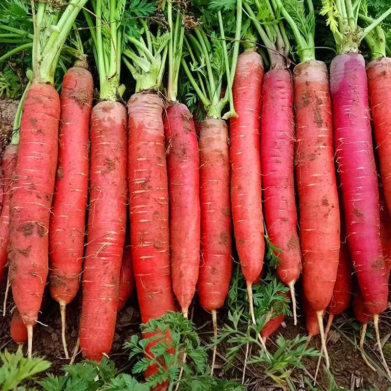 陕西水果红萝卜5斤沙地种植新鲜蔬菜脆甜现挖现发原产地直发