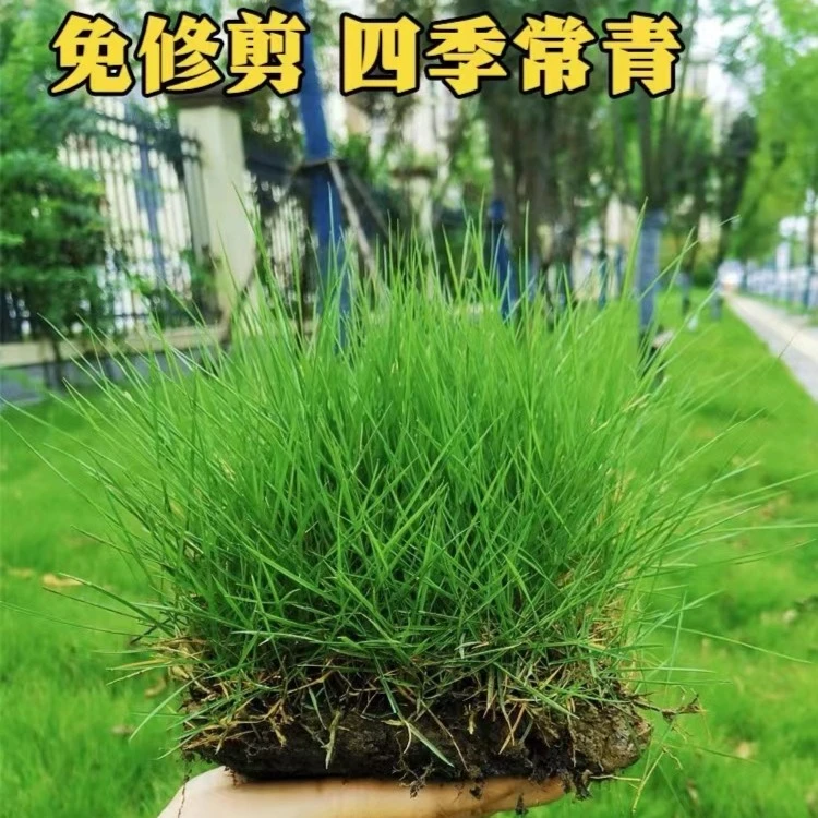 草坪草籽四季常青免修剪地毯草种子护坡固土狗牙根黑麦草庭院绿化