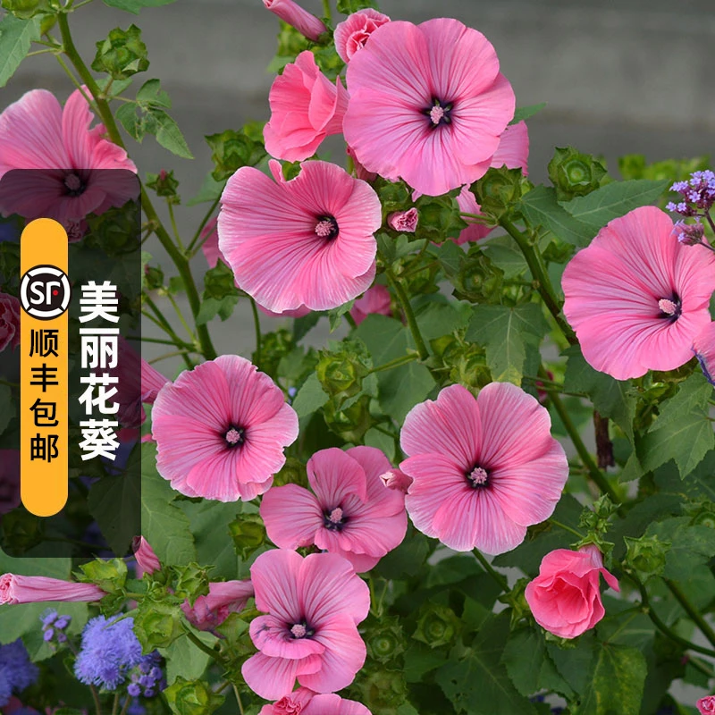 美丽花葵种子四季裂叶锦葵花籽长花期花坛阳台盆栽春播夏季开花
