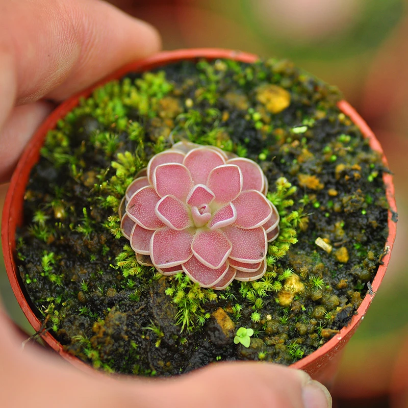 弗洛里捕虫堇小虫草堂食虫植物