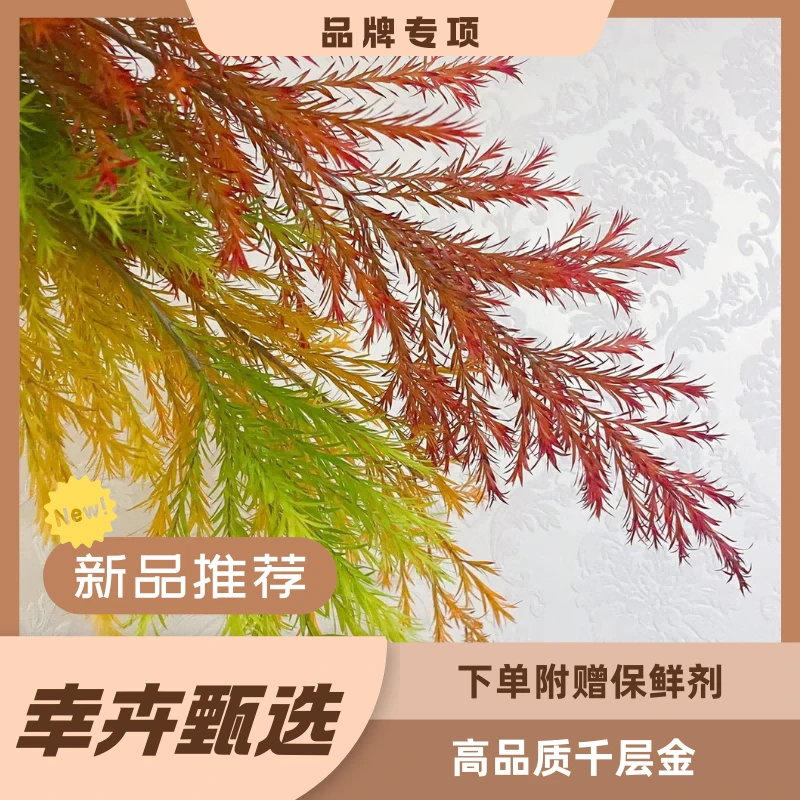 千层金精选鲜切花80cm250g任意两单包邮