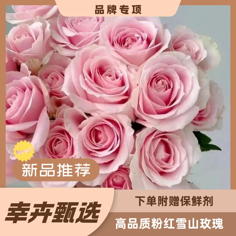 高品质 粉红雪山玫瑰 任意两单包邮