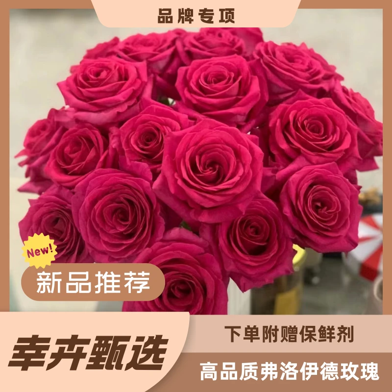 高品质 弗洛伊德玫瑰 任意两单包邮