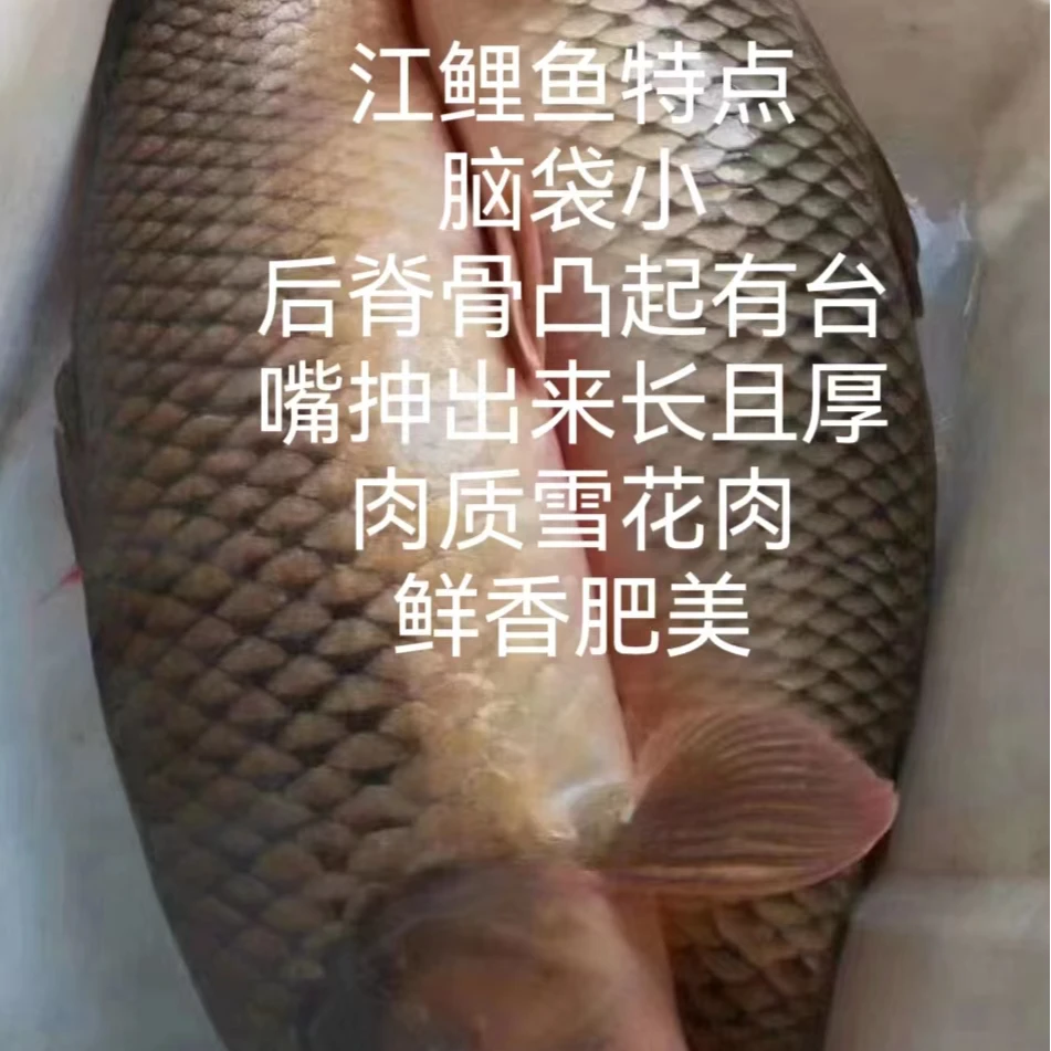 江鲤鱼抚远乌苏里江鱼新鲜活鱼冰鲜