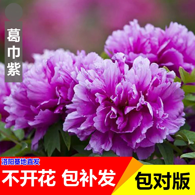（原盆发货-葛巾紫）正宗洛阳观赏牡丹重瓣大花室内庭院盆栽地栽