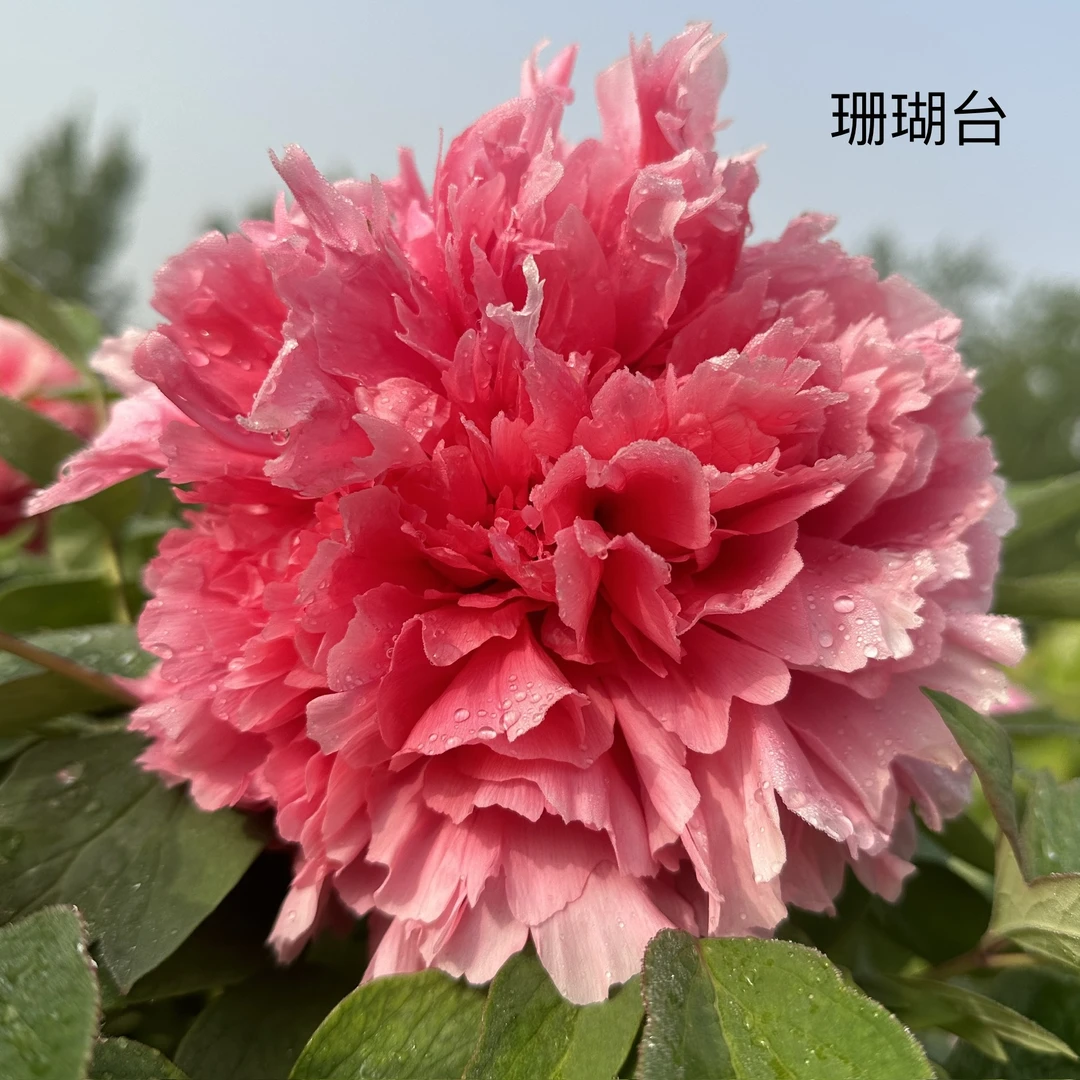 【原盆原土-珊瑚台】洛阳正品重瓣大花室内庭院基地直发牡丹花