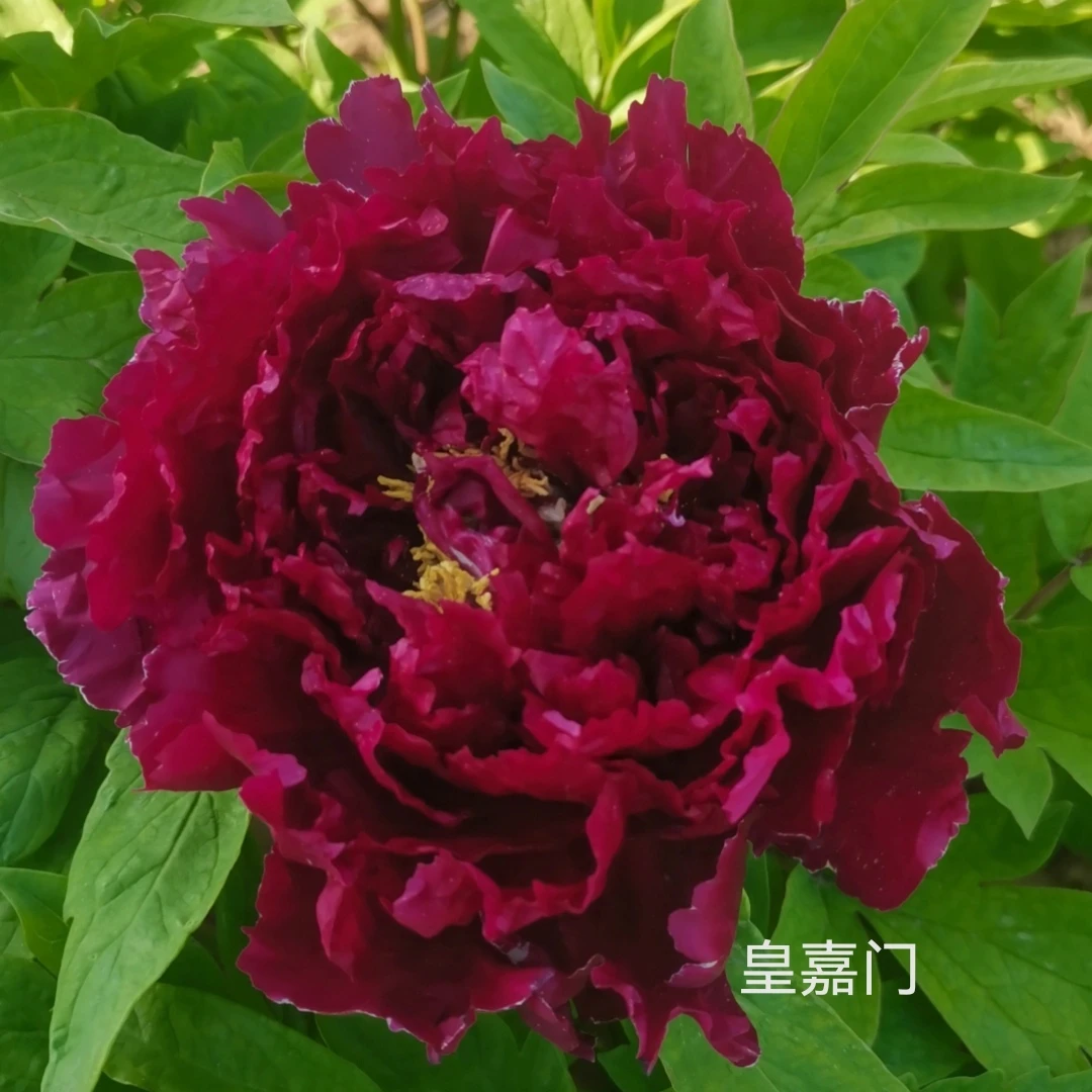 （皇嘉门）正品牡丹重瓣大花室内庭院基地直发牡丹包对版