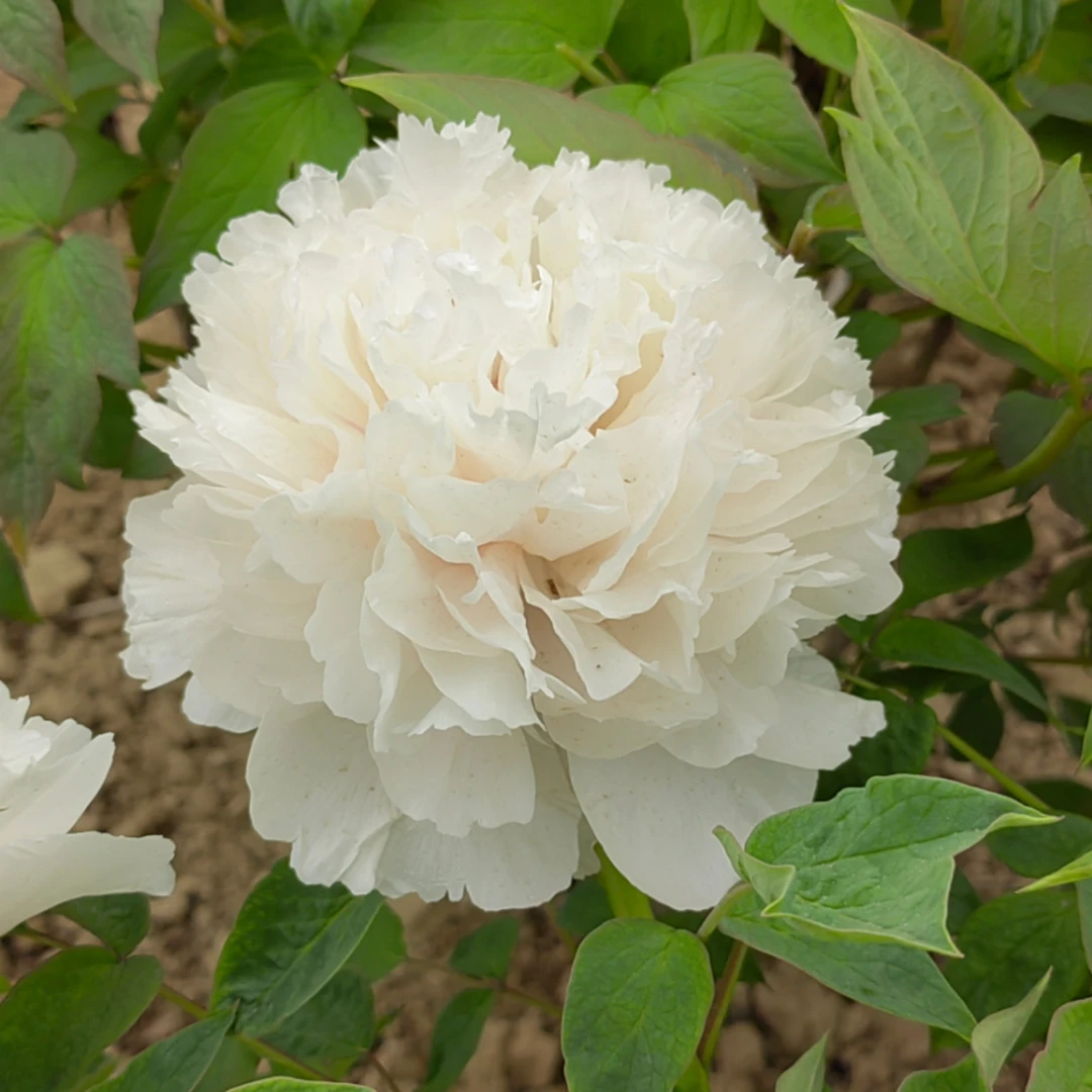 （原盆发货-景玉）重瓣大花室内庭院基地直发牡丹花包对版花卉好养