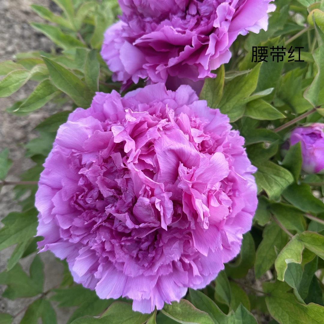 （原盆发货-腰带红）正宗洛阳观赏牡丹重瓣大花室内庭院盆栽地栽