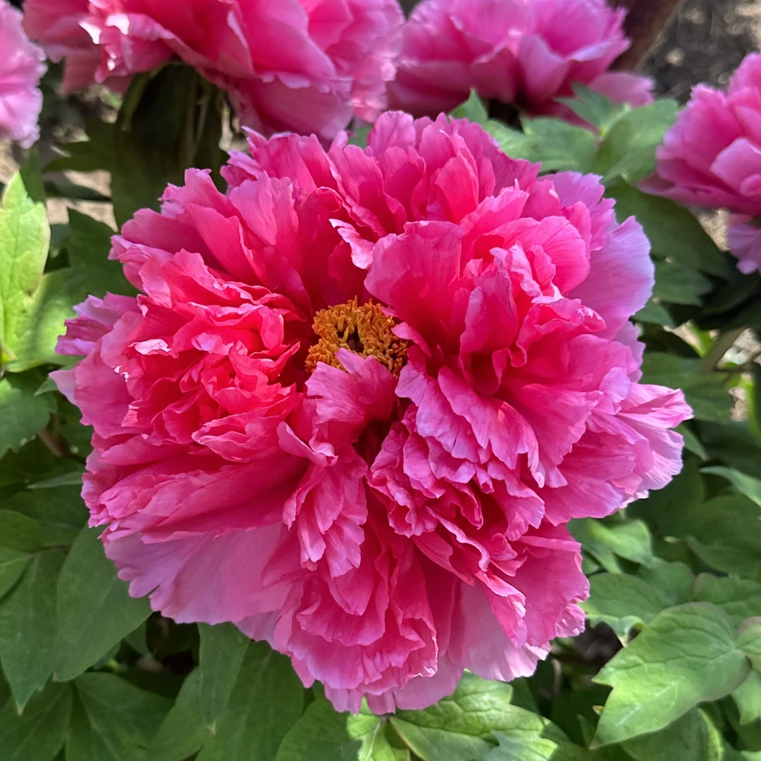 （原盆发货-文海）重瓣大花室内庭院基地直发牡丹花包对版花卉好养