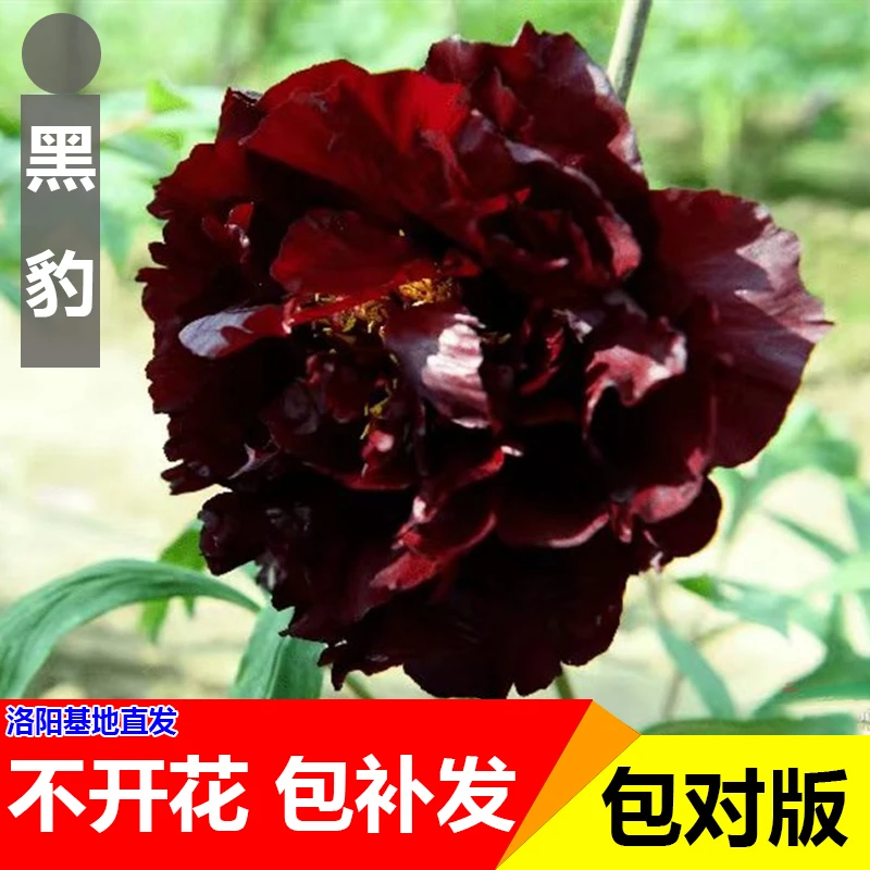 （黑豹）洛阳正品重瓣大花室内庭院基地直发易成活牡丹