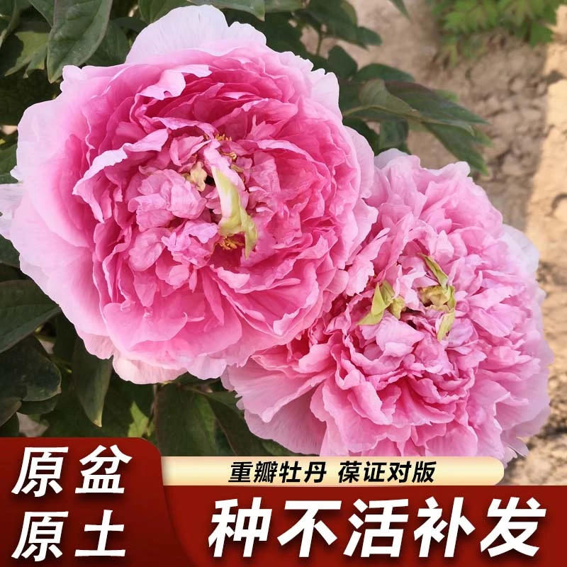 牡丹花树苗正宗洛阳重瓣牡丹花耐寒好养适合冬天养的花