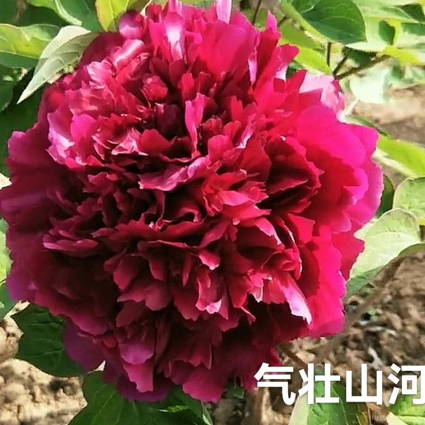 （原盆发货-气壮山河）正品牡丹重瓣大花室内庭院基地直发牡丹好养