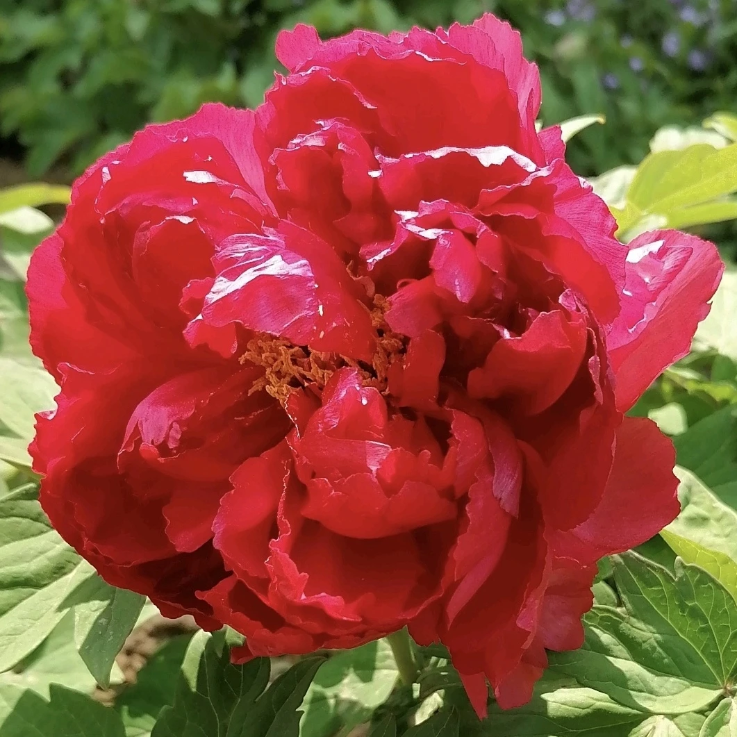 （原盆发货-焱红）重瓣大花室内庭院基地直发牡丹花包对版花卉好养