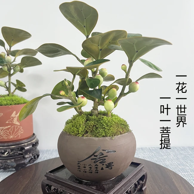 一物一拍 小菩提小盼菩提室内盆栽观果绿植