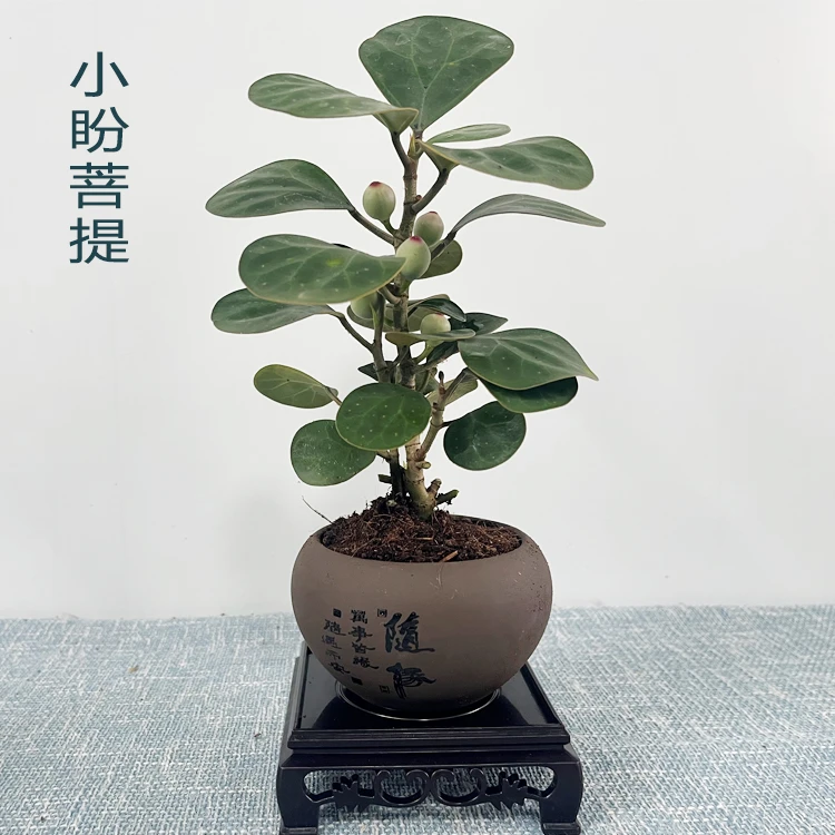 智慧树小盼菩提室内观果盆栽一花一世界一叶一菩提