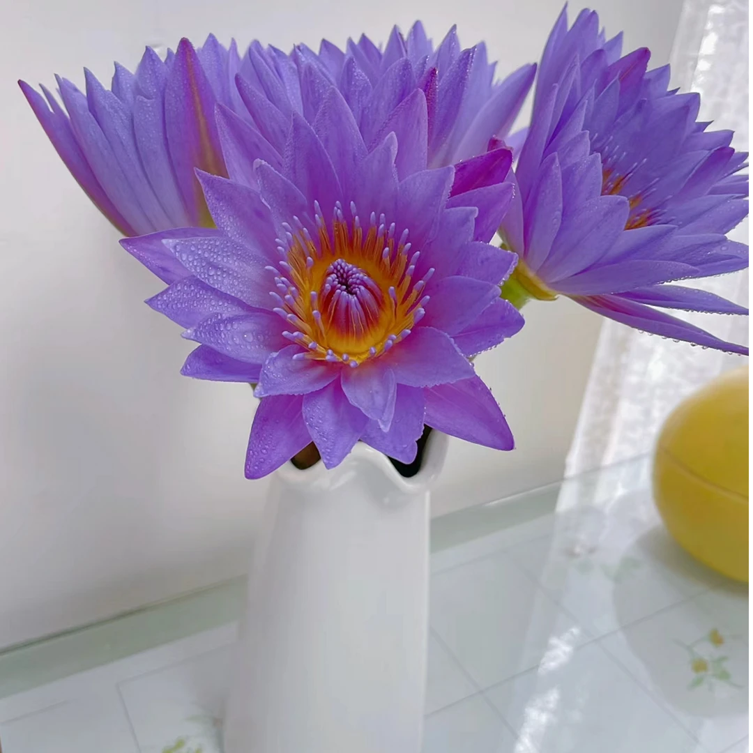 睡莲鲜花睡莲种植基地睡莲水培植物睡莲专用营养液睡莲种子睡莲