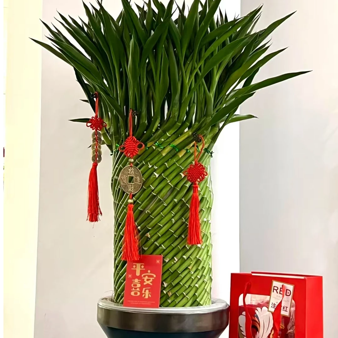 带根转运竹富贵竹水培植物弯竹水竹开运竹子盆栽客厅室内水养绿植