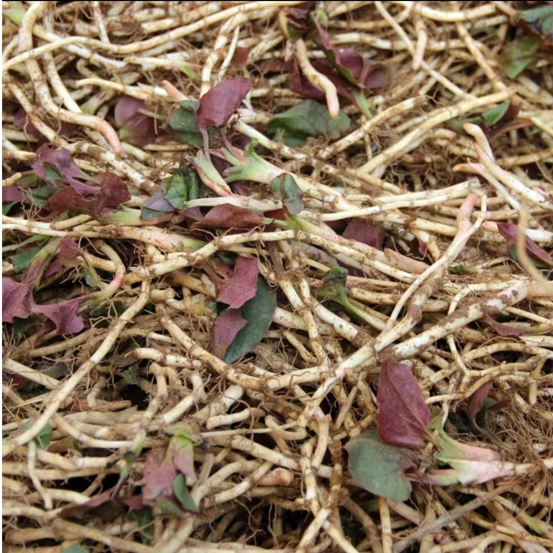 贵州高山农家折耳根现挖现发