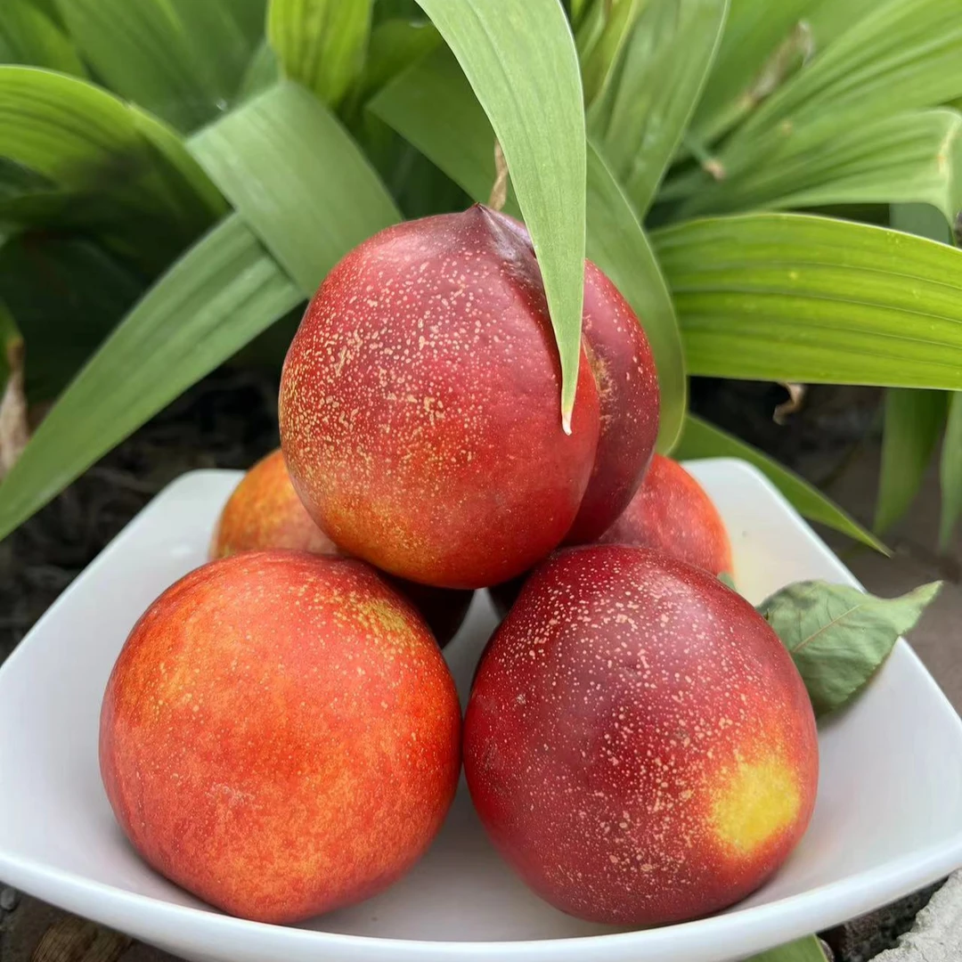 【中通】湖北露天脆甜黄心油桃4.5斤装