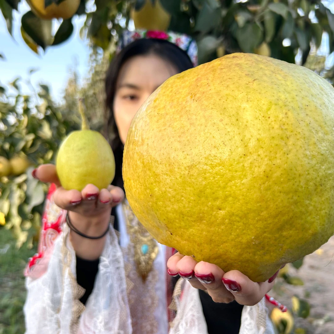 【超大果】【坏果包赔】正宗新疆玉露香梨10斤脆甜多汁的新鲜孕妇水果