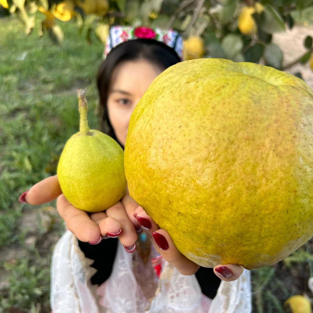 【坏果包赔】【大果】正宗新疆玉露香梨10斤脆甜多汁无渣新鲜孕妇水果