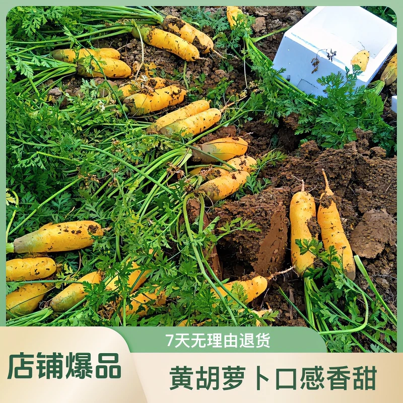 新鲜黄胡萝卜手抓饭配料营养丰富健康蔬菜黄色