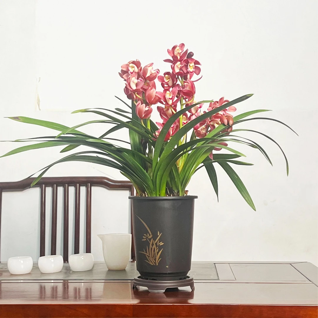 带2支花剑起大花惠兰红宝石基地直发带国风圆盆发货