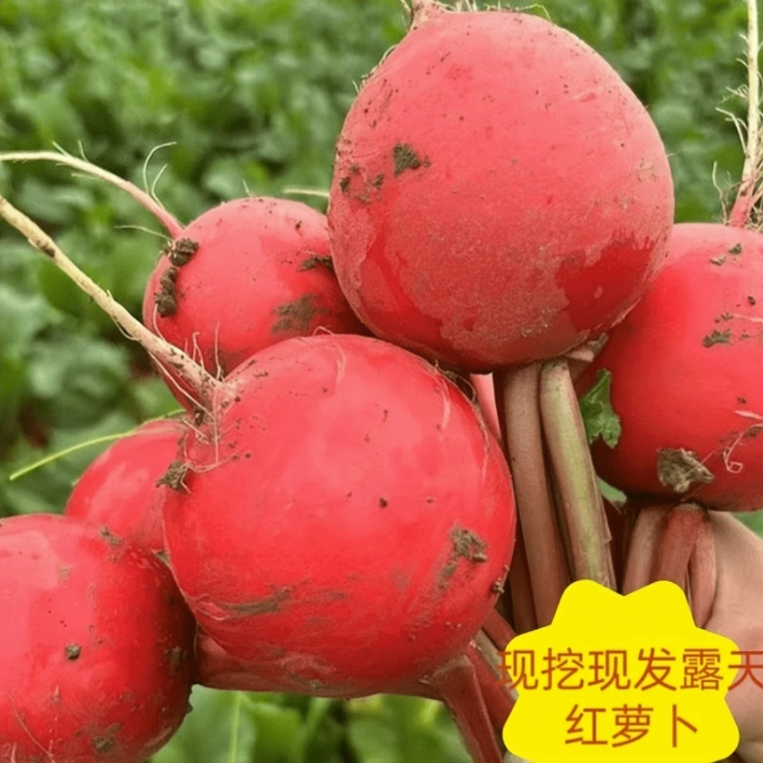 湖北农家自种老品种新鲜红圆萝卜红萝卜