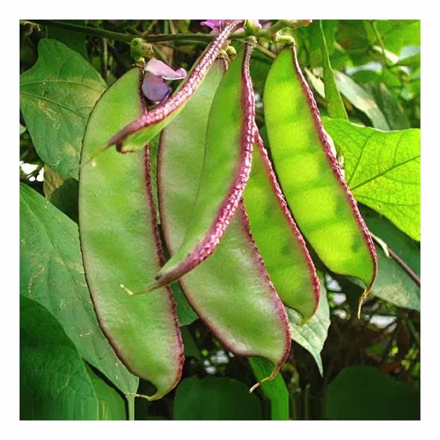 湖北天门农家产老品种露天种植新鲜采摘鹅眉豆品质自然生长好吃