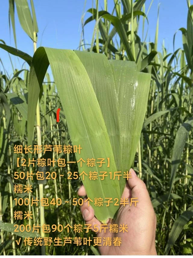 湖北本地新鲜天然野生现摘芦苇叶粽子叶端午节家用大号包粽子