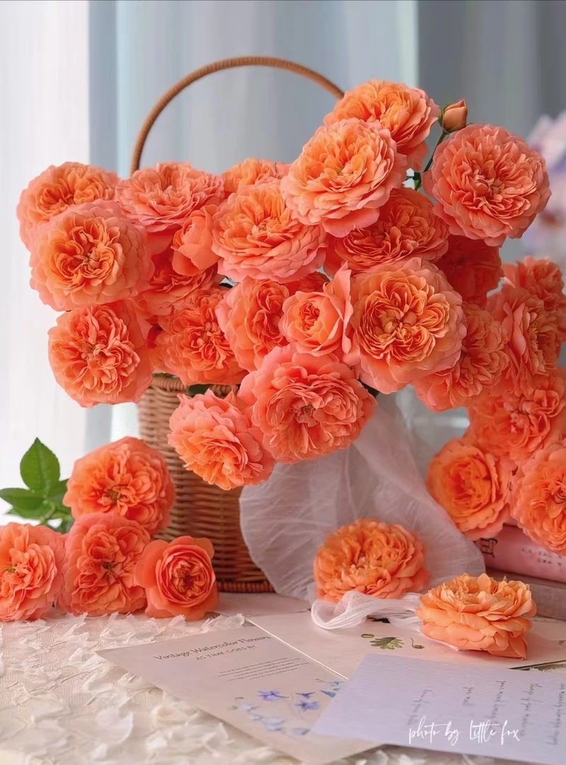 【杏色果汁】杏色果汁泡泡10枝 | 云南基地直发