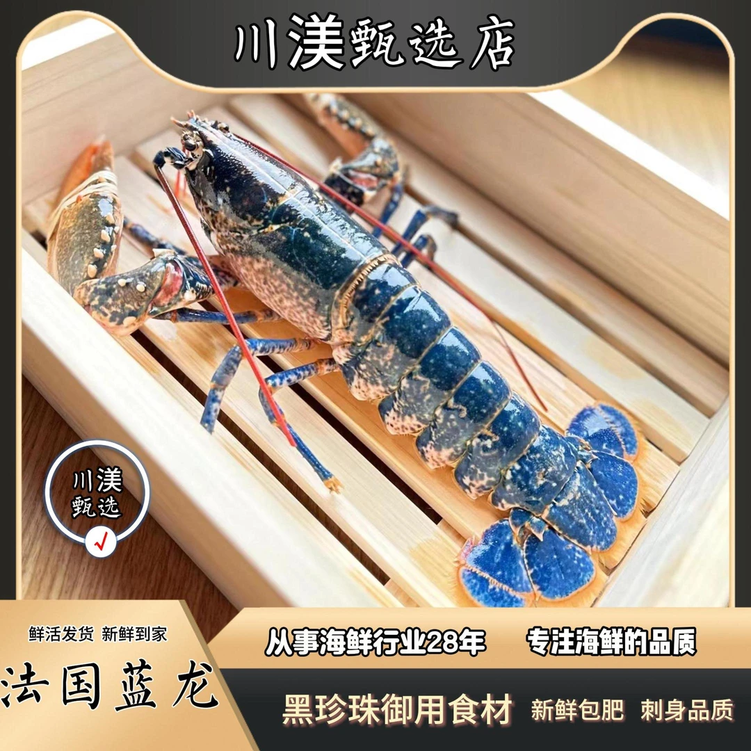 （鲜活）发货蓝龙/进口海鲜/肉质细腻海鲜中的爱马仕