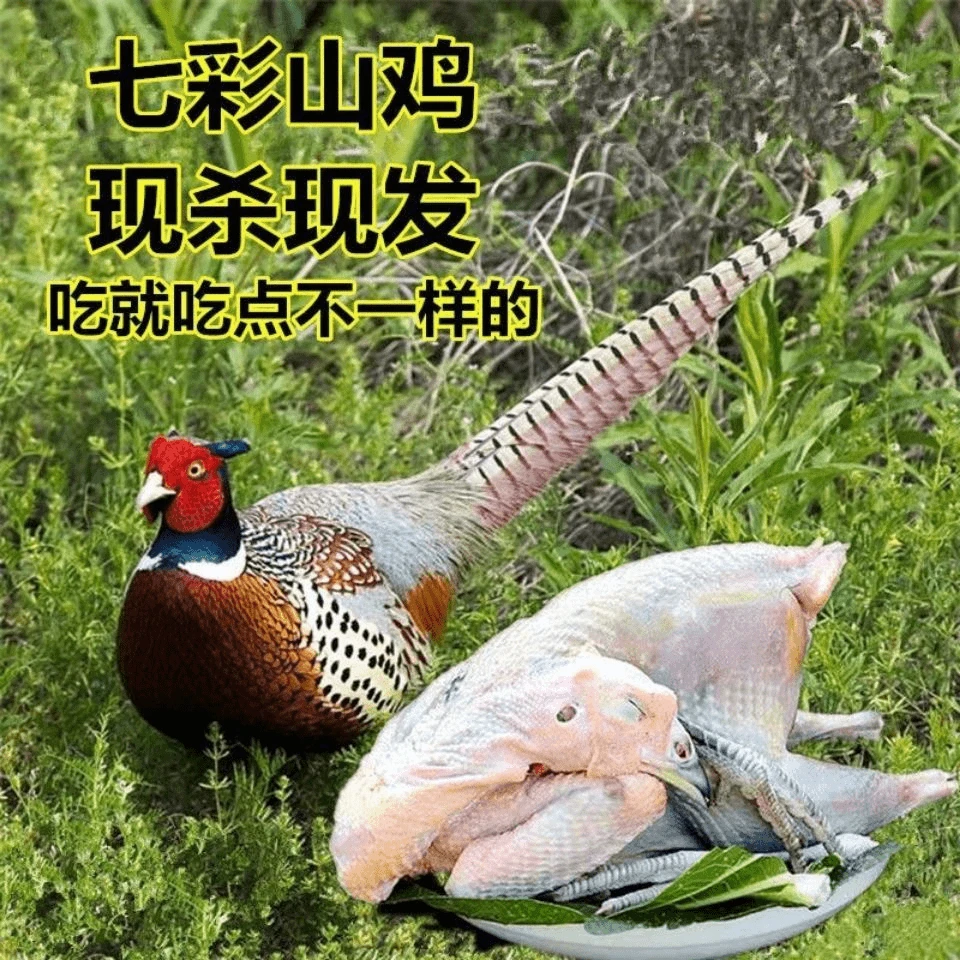 七彩山鸡现宰先发保证新鲜 2只公母鸡单只2-2.5斤/只顺丰包邮