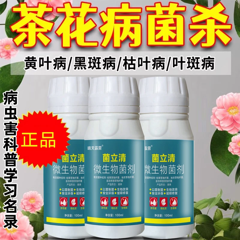 茶花叶斑病黄叶焦尖干尖炭疽病黑斑病霜霉病烂花叶面肥正品批发