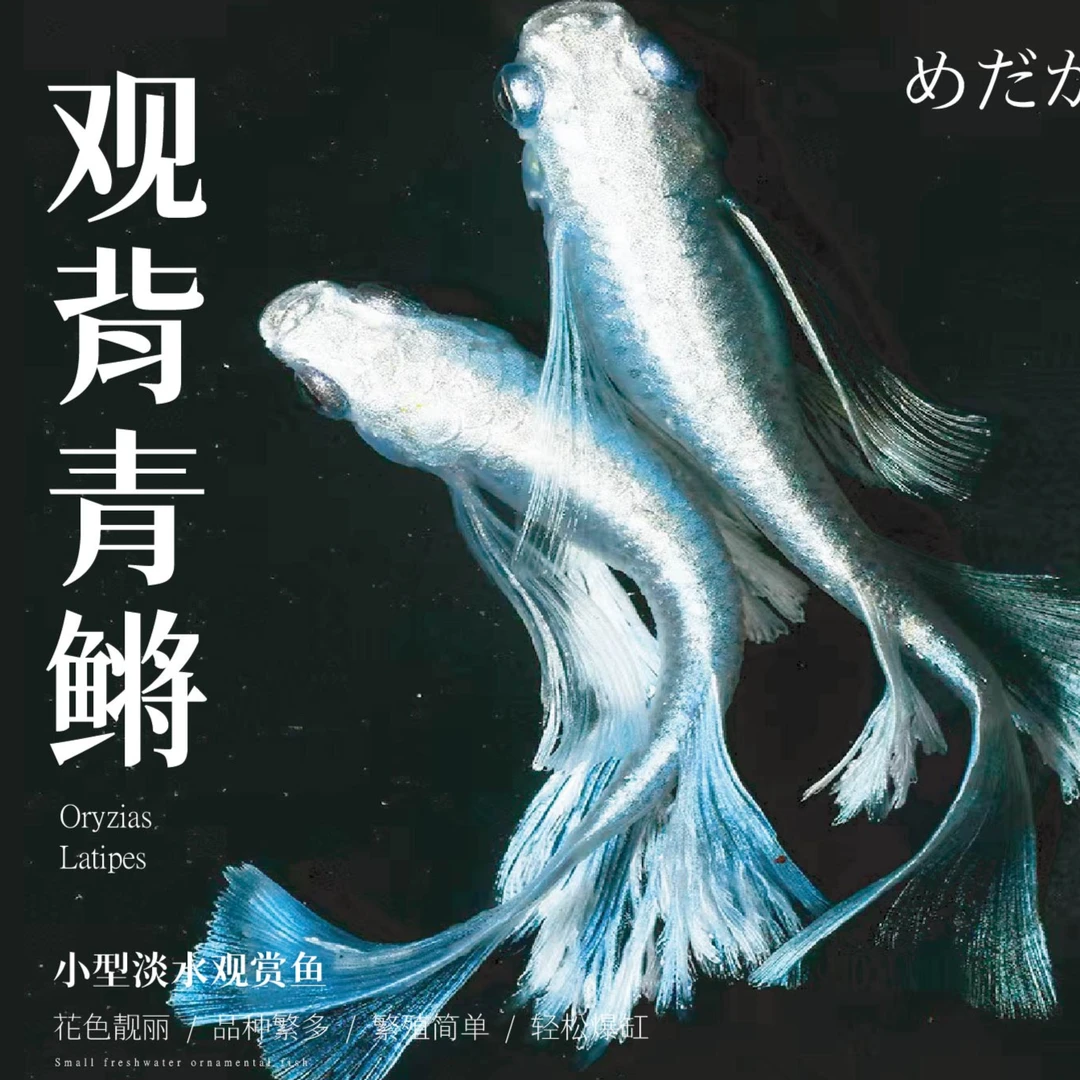 小型观赏鱼观背青鳉冷水鱼缸宠物迷你小鱼包邮淡水鱼活体好养耐活