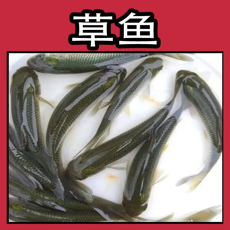 广东草鱼皖鱼 淡水活体