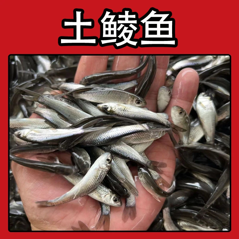 广东土鲮鱼 麦穗鱼 淡水活体