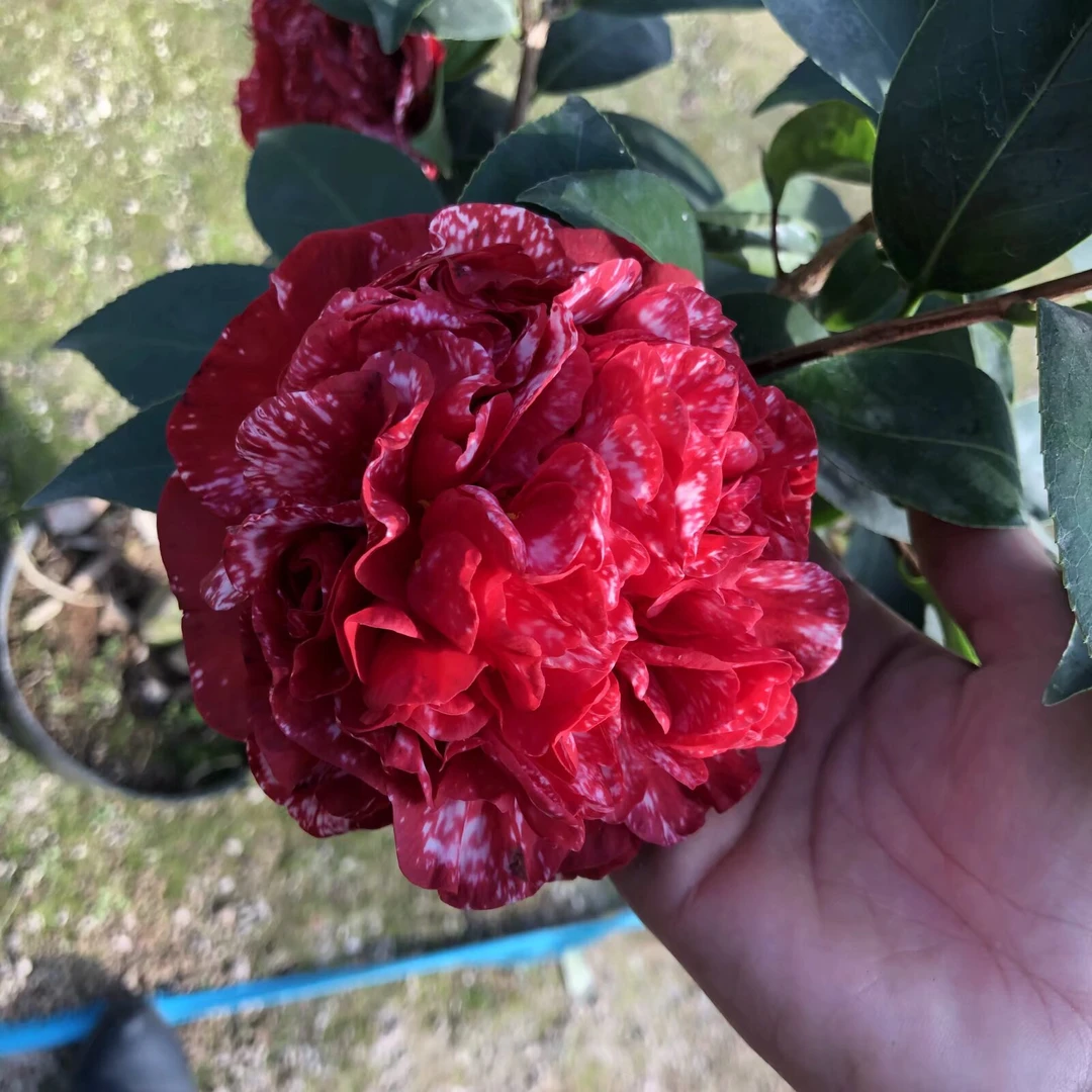 云斑大元帅茶花深红色红白相间大花型盆栽花卉阳台庭院绿植