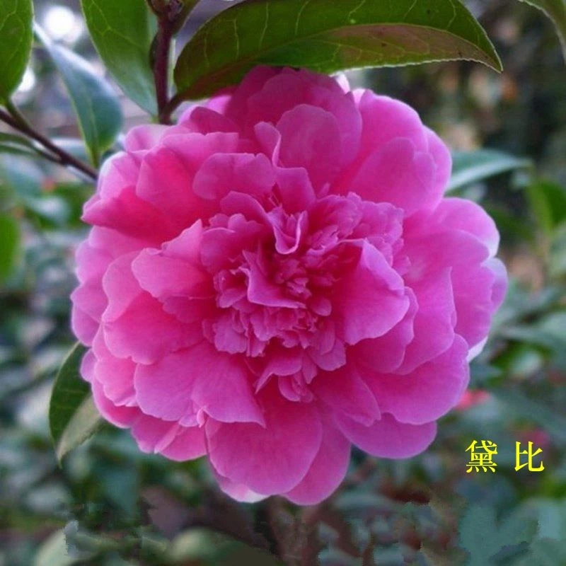 黛比山茶花苗新西兰云杂盆栽客厅庭院绿植花卉牡丹花紫粉色净化