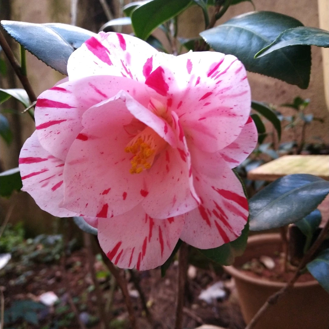 春之台茶花苗喷沙日系新品稀有花卉盆栽庭院阳台植物