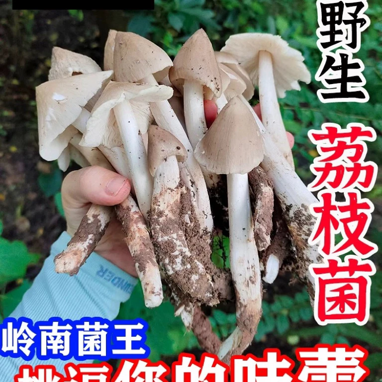 新鲜野生鸡枞菌火把菌山珍美味荔枝菌油鸡纵棕香菇菌子枞菌野生菌