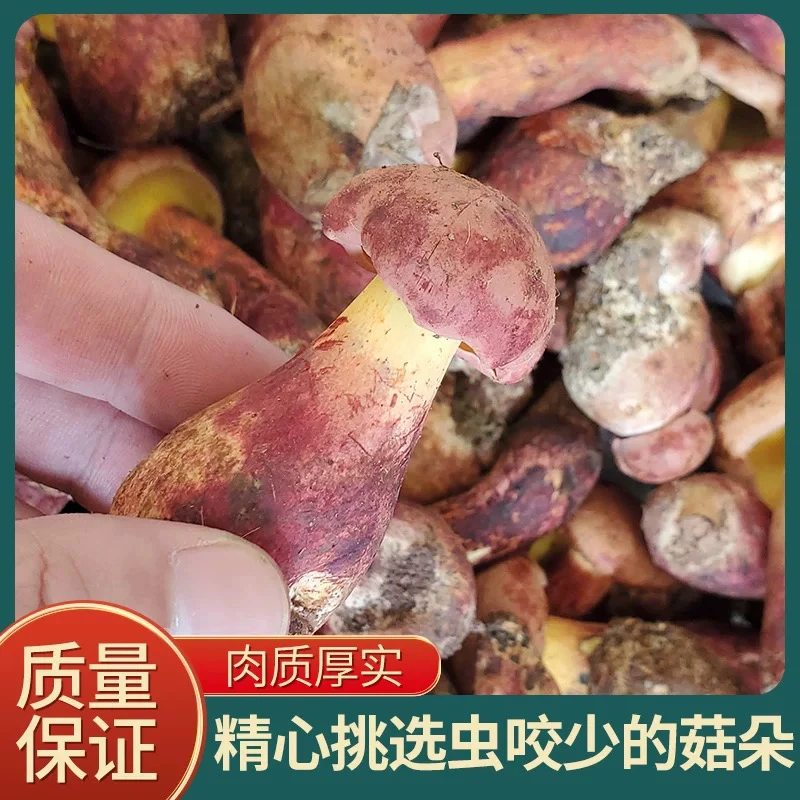2024新鲜红葱牛肝菌湖南特产野生菌见手青红牛肝菌食用蘑菇500g